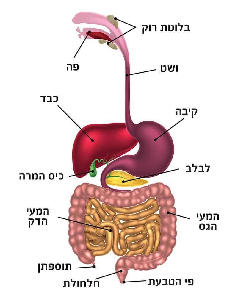 מערכת בעיקול